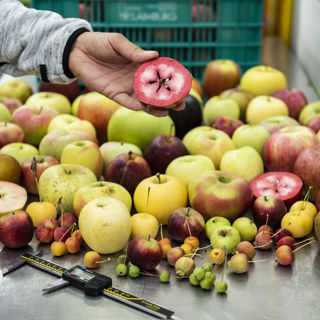 pomologia-3-ivo-corra-2018-icf-9890