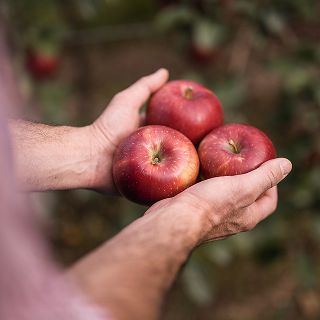 sorteninnovation-und-koordination