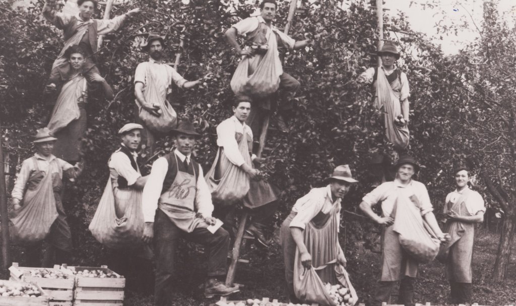 Sortenentwicklung in Südtirol